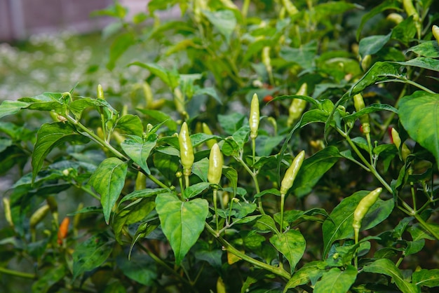 Chili vert et rouge avec une fleur blanche sur une tige de piment aux feuilles vertes.