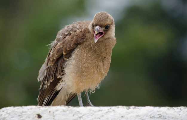 chimango de l'avant ouvrant son bec oiseau suppliant pour de la nourriture chimango patagonien adulte