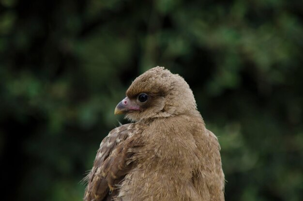 chimango grand oiseau regardant sur le côté