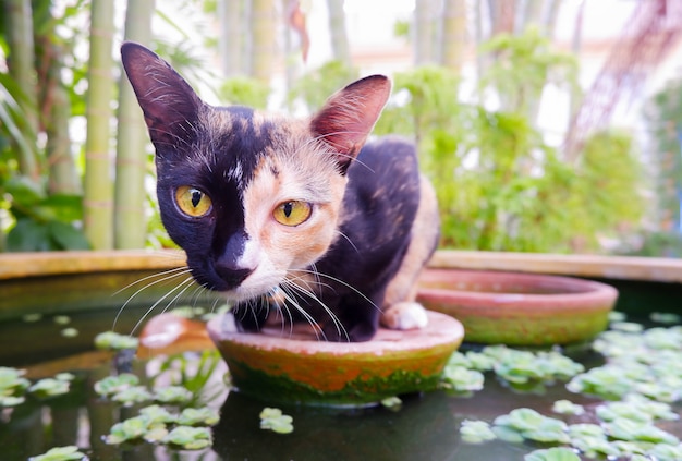 La chimère de chat domestique avec la couleur de tortue se repose dans un étang dans le jardin