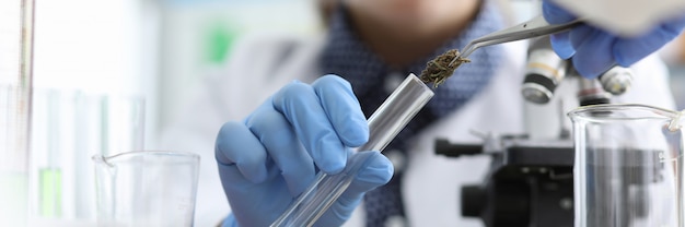 Un chimiste en laboratoire examine un extrait de marijuana