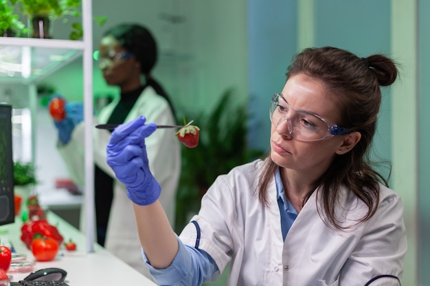 Chimiste scientifique vérifiant la fraise à l'aide d'une pince à épiler médicale travaillant dans un laboratoire de biotechnologie