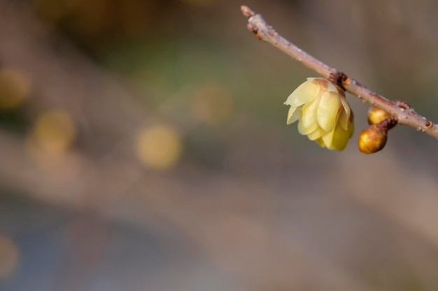 Chimonanthus praecox sous rétroéclairage au début du printemps