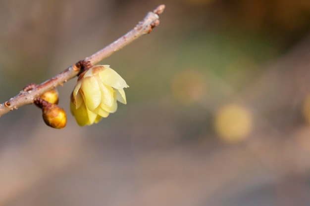 Chimonanthus praecox sous rétroéclairage au début du printemps
