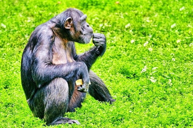 Chimpanzé dans son habitat naturel à l'état sauvage.