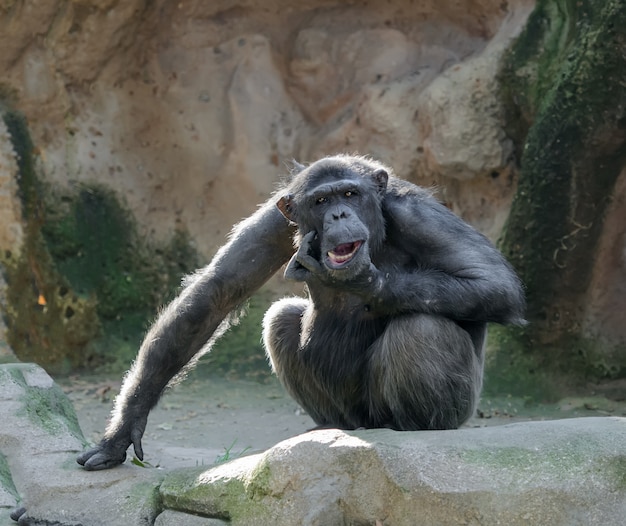 Chimpanzé avec une drôle de tête se gratter le menton