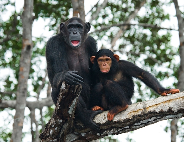 Chimpanzé femelle avec un bébé sur les arbres de mangrove