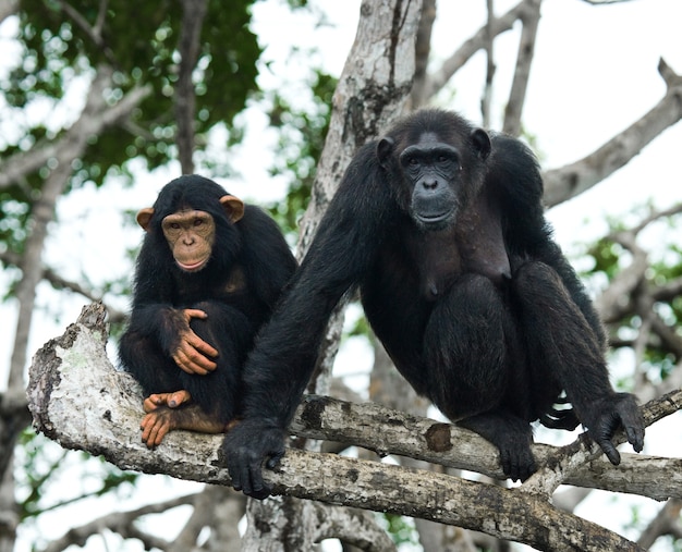Chimpanzé femelle avec un bébé sur les arbres de mangrove