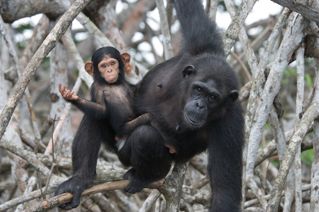 Chimpanzé femelle avec un bébé sur les arbres de mangrove