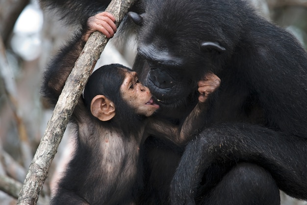 Chimpanzé femelle avec un bébé sur les arbres de mangrove