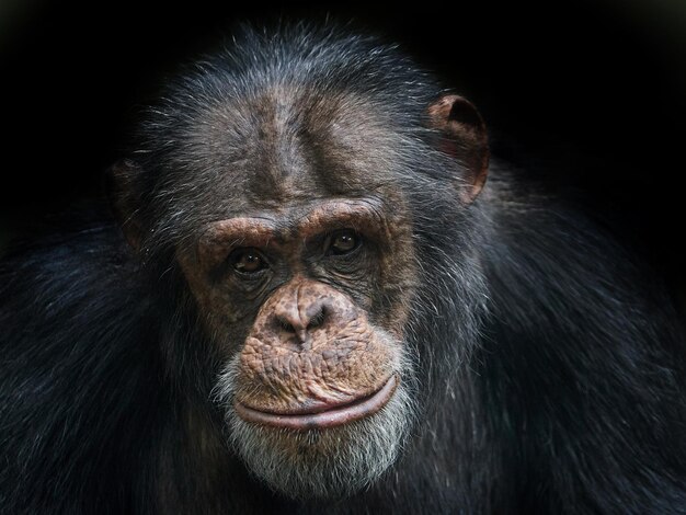 Chimpanzé Pan troglodytes portrait