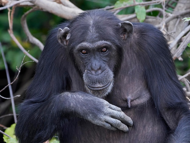 Chimpanzé Pan troglodytes