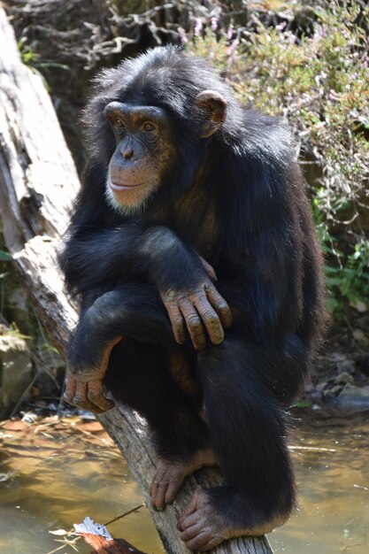 Photo le chimpanzé