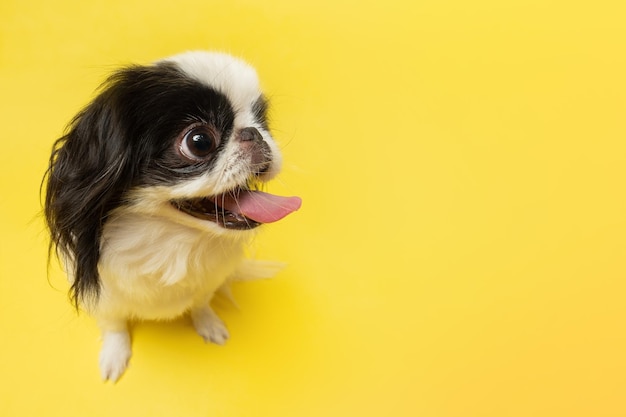 Chin japonais mignon sur fond jaune Studio shot