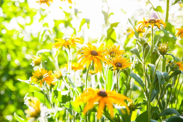 Échinacée à l'extérieur. Plantes d'échinacées vertes dans le jardin.