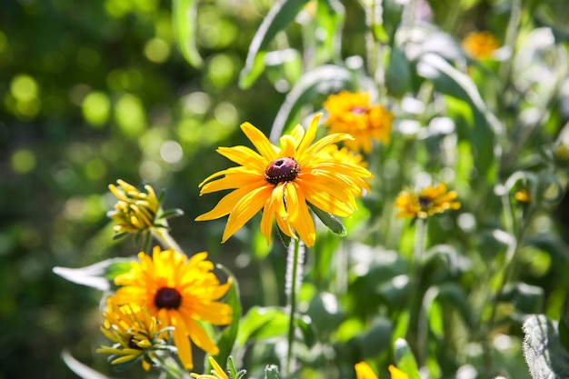 Échinacée à l'extérieur. Plantes d'échinacées vertes dans le jardin.