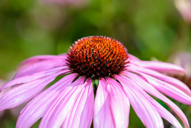 Échinacée pourpre (Echinacea purpurea) est une plante populaire pour attirer les abeilles