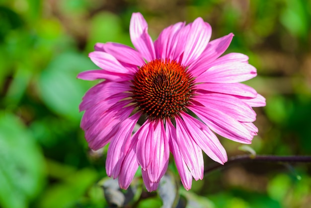 Échinacée pourpre (Echinacea purpurea) est une plante populaire pour attirer les abeilles