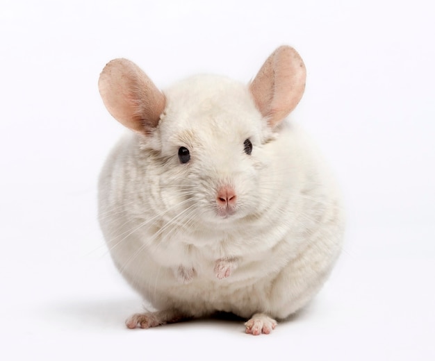 Chinchilla (6 ans)