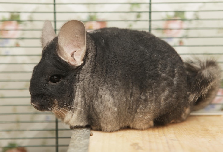 Photo chinchilla assis dans une cage