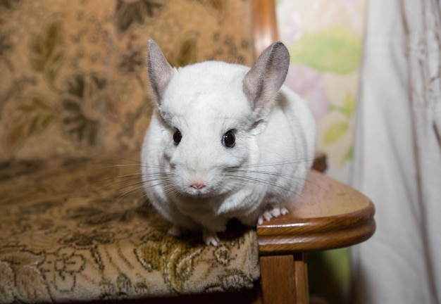 Chinchilla blanc est assis sur le canapé