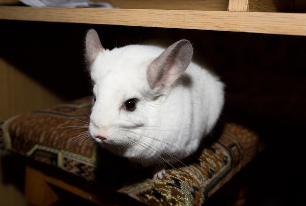 Chinchilla blanc est assis sur la chaise