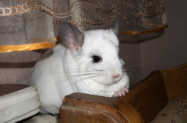 Le chinchilla blanc est assis près de la fenêtre. Animal de compagnie mignon.