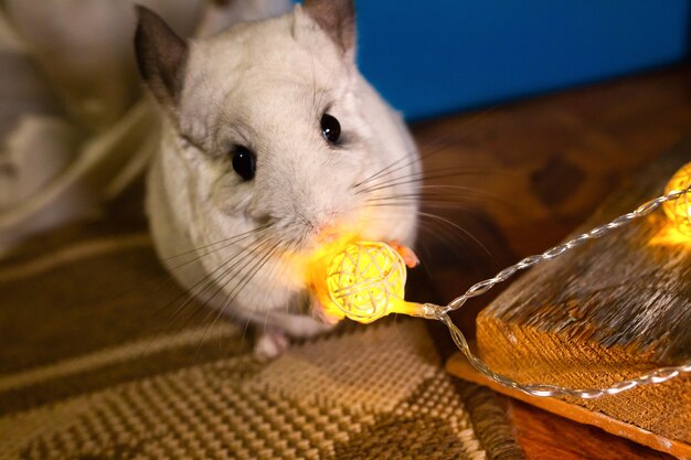 Le chinchilla blanc est assis sur le sol. Animal de compagnie mignon près des lumières.