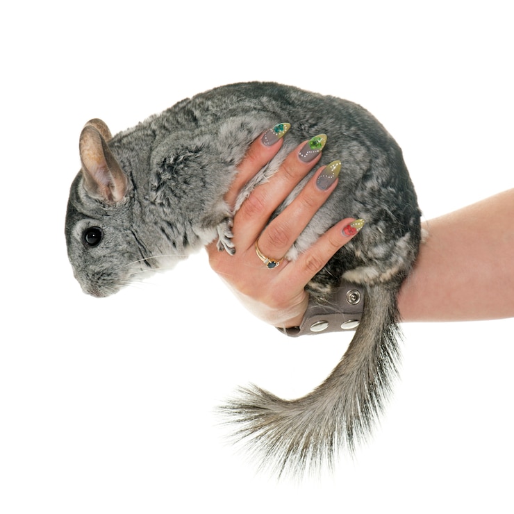 Photo chinchilla dans la main