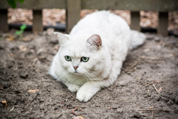 Chinchilla écossais de race de chat adulte de couleur gris clair se promène à l'extérieur