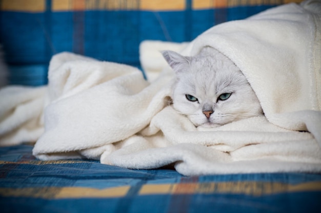 Chinchilla écossais de race de chat adulte avec des oreilles droites dort à la maison