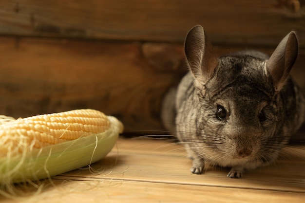 Chinchilla avec un épi de maïs