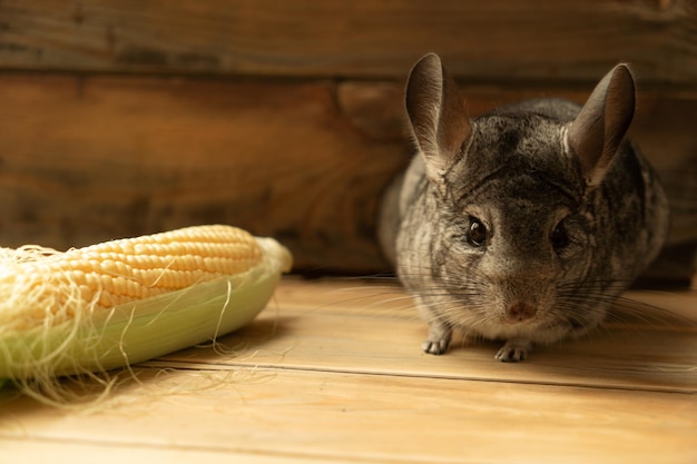 Chinchilla avec un épi de maïs