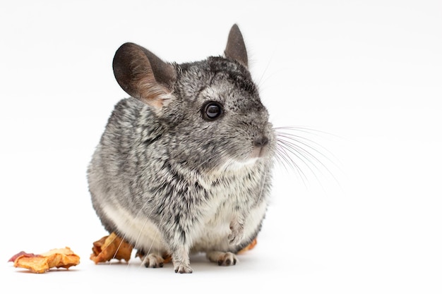 Chinchilla sur fond blanc