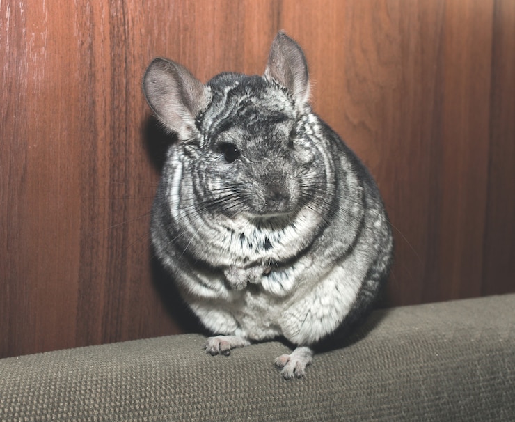 Photo le chinchilla gris est assis sur le canapé. animal de compagnie pelucheux mignon.