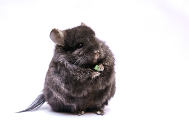 Le chinchilla gris mignon mange sur un animal à fourrure à la maison de fond blanc des rongeurs