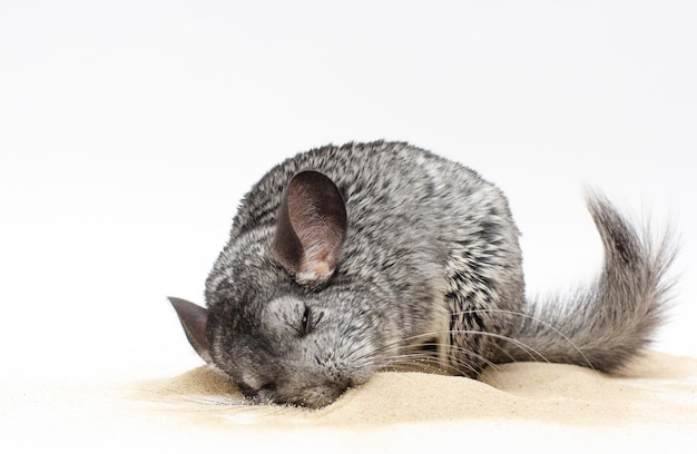 Chinchilla jouant sur le sable avec un fond blanc