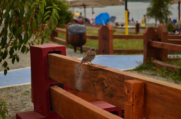 Photo chincol, oiseau sur la plage, région bio bio du chili