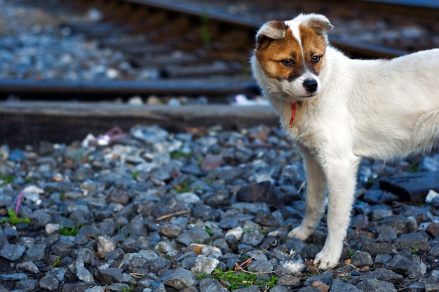 Chiot abandonné