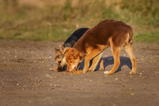 Un chiot adorable mange une collation sur l'herbe verte