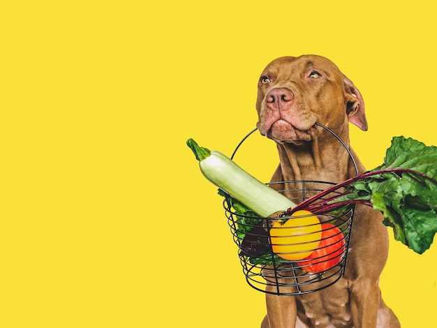 Chiot adorable et petit panier de légumes frais