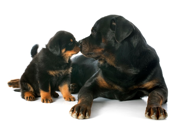 chiot et adulte rottweiler