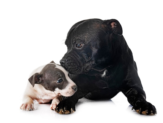 Chiot et adulte staffordshire bull terrier