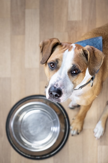 Chiot affamé est assis sur le sol près d'un bol de nourriture vide et attend de la nourriture. Chien mignon staffordshire terrier regardant et mendiant des friandises