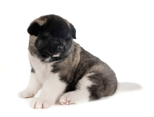 Chiot akita américain sur blanc