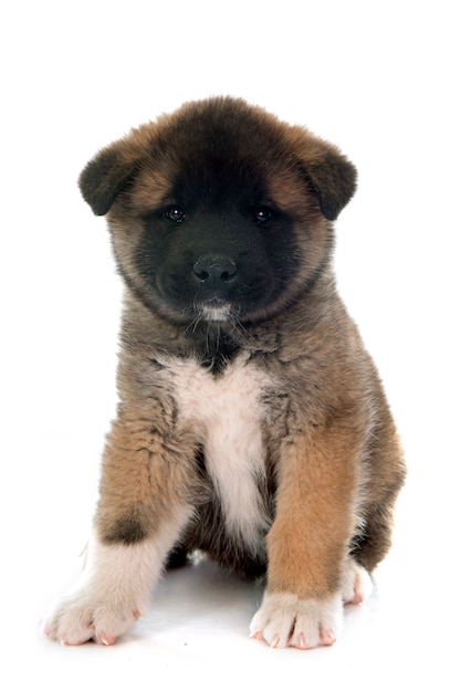 Chiot akita américain