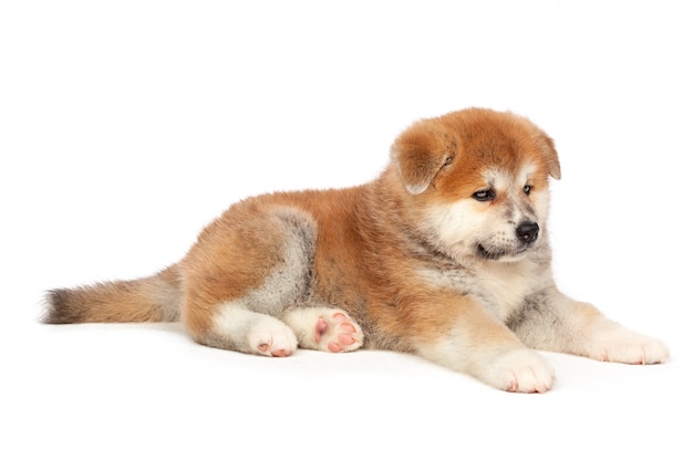 Chiot Akita Inu sur blanc