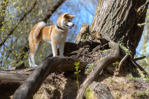 Chiot Akita japonais se tient à côté de la racine d'un grand arbre