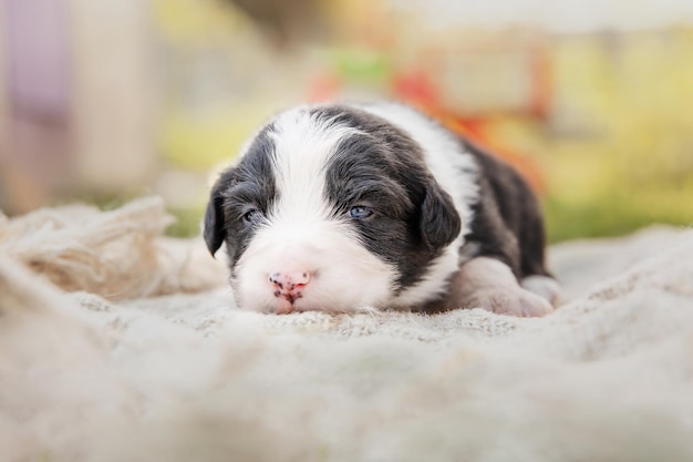 Un chiot allongé sur le côté avec un nez blanc et un nez rose.