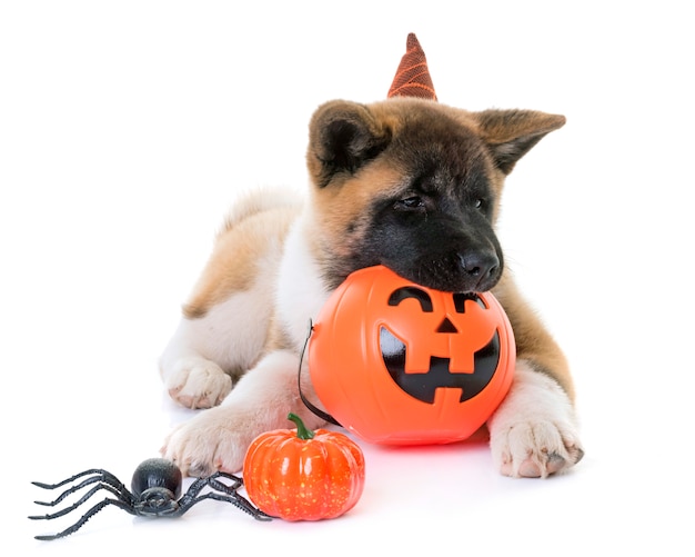 chiot américain akita et halloween